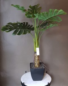 Planta Philodendro