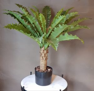 Planta Palmera Mararitium