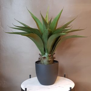 Planta Aloe 